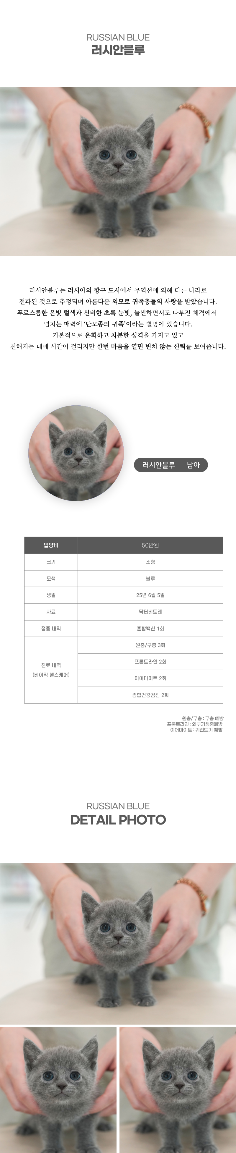 러시안블루_상세이미지_2